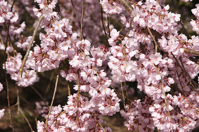 麻績の里　舞台桜