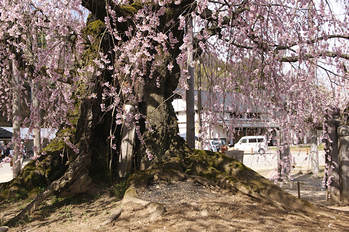 麻績の里　舞台桜