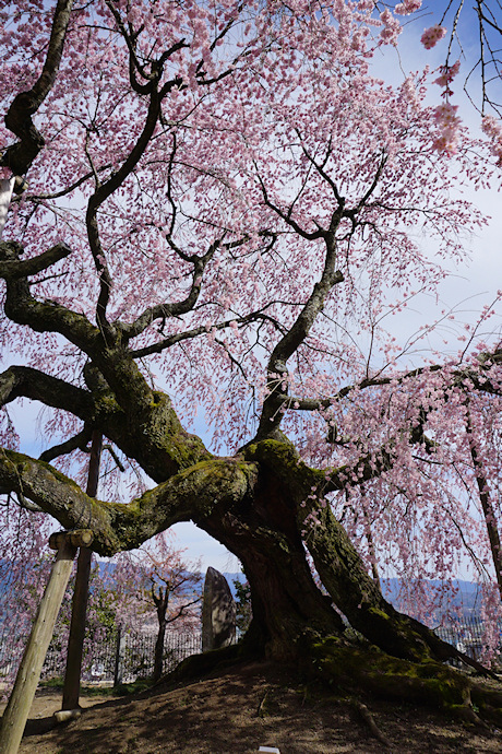 麻績の里　舞台桜