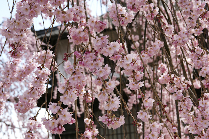 麻績の里　舞台桜