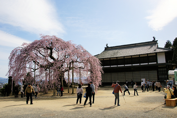 麻績の里舞台桜と旧座光寺小学校校舎