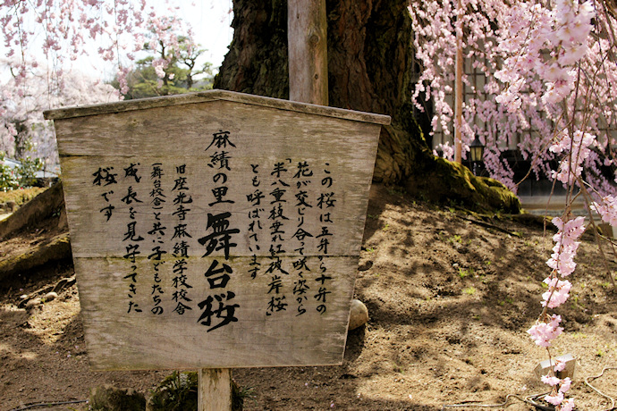 麻績の里舞台桜　説明板