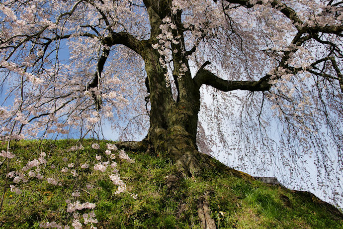 麻績の里　石塚桜