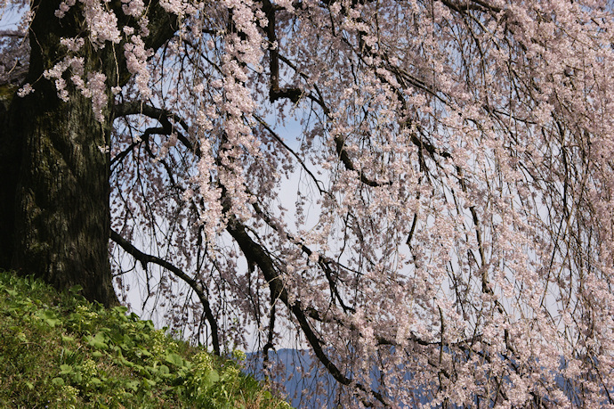 麻績の里　石塚桜