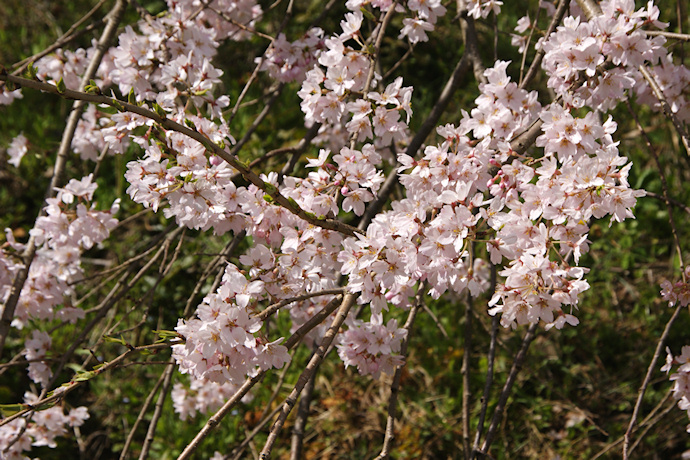 麻績の里　石塚桜