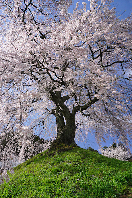 麻績の里　石塚桜