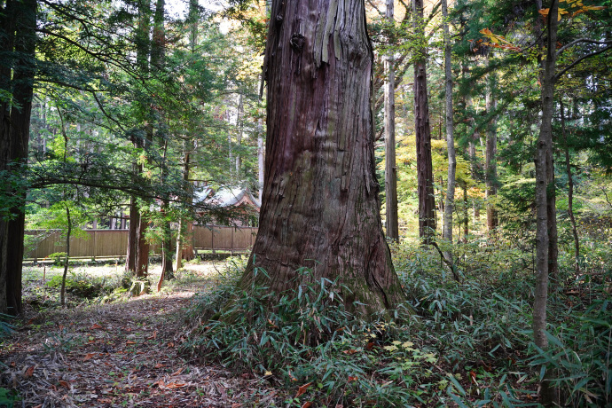 小野神社のヒノキ