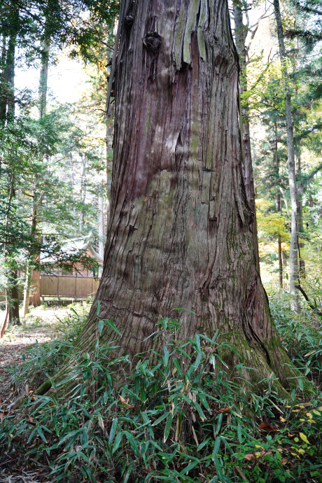 小野神社のヒノキ