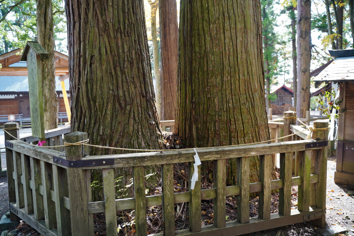 小野神社の夫婦杉