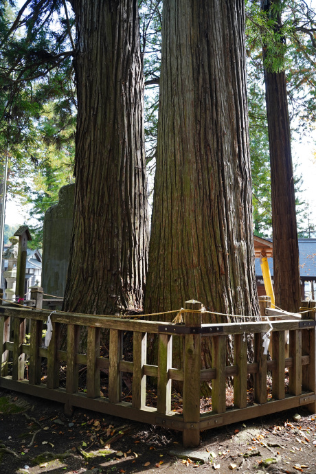 小野神社の夫婦杉