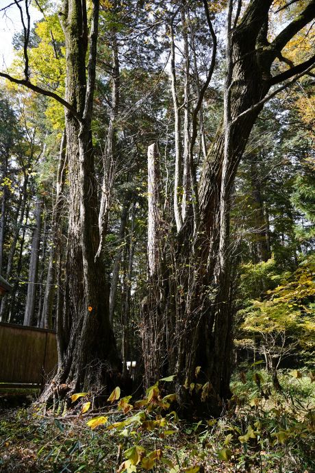 小野神社のカツラ