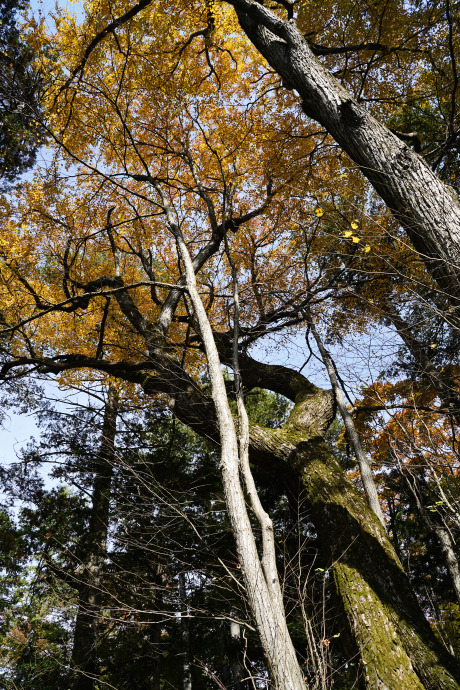 小野神社のカツラ