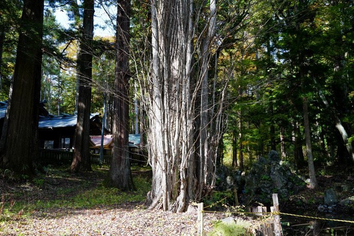 小野神社のカツラ（2）