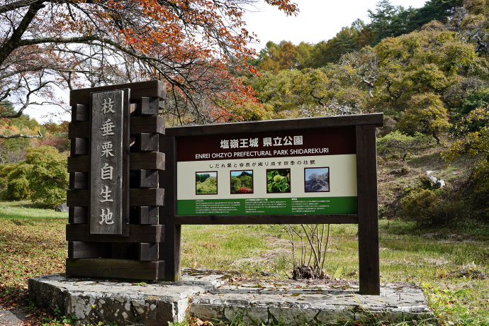 小野シダレグリ自生地