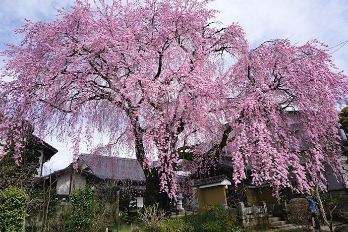 黄梅院の紅しだれ桜