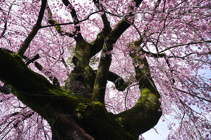 黄梅院の紅しだれ桜