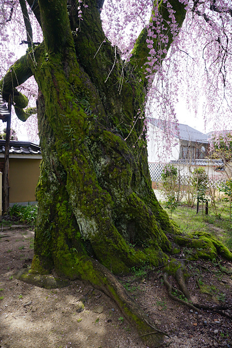 黄梅院の紅しだれ桜