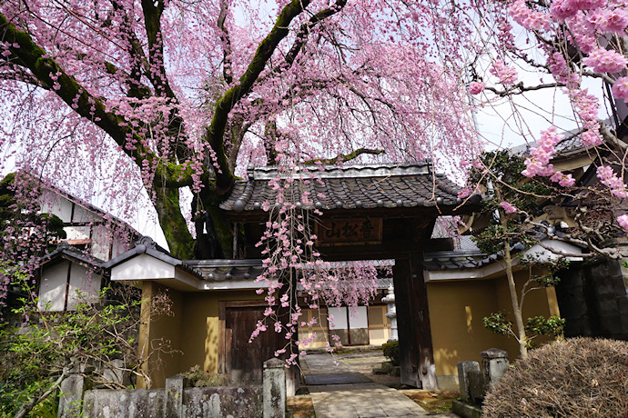 黄梅院の紅しだれ桜