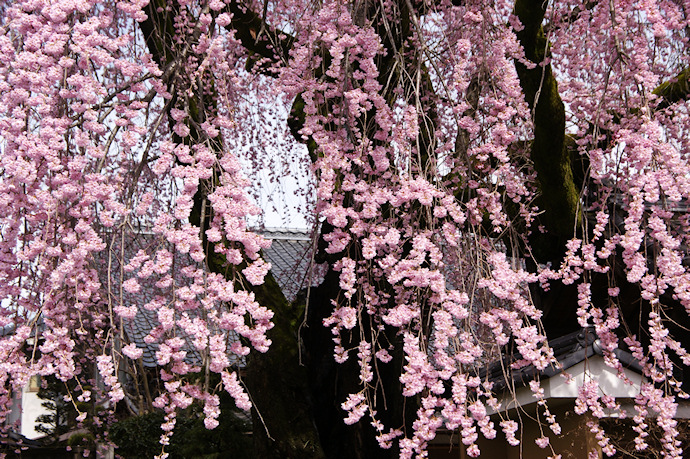 黄梅院の紅しだれ桜