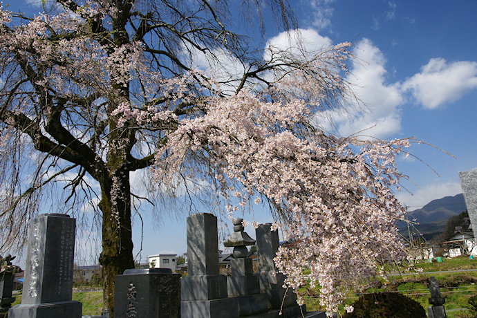 林叟院の枝垂れ桜