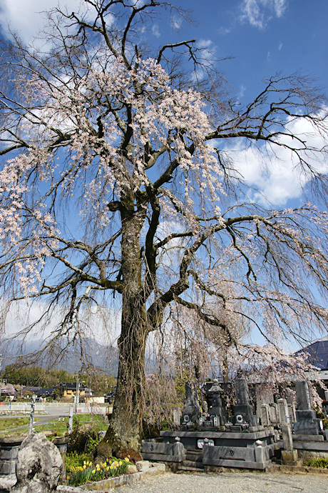 林叟院の枝垂れ桜