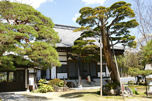 瑠璃寺本堂とマツ