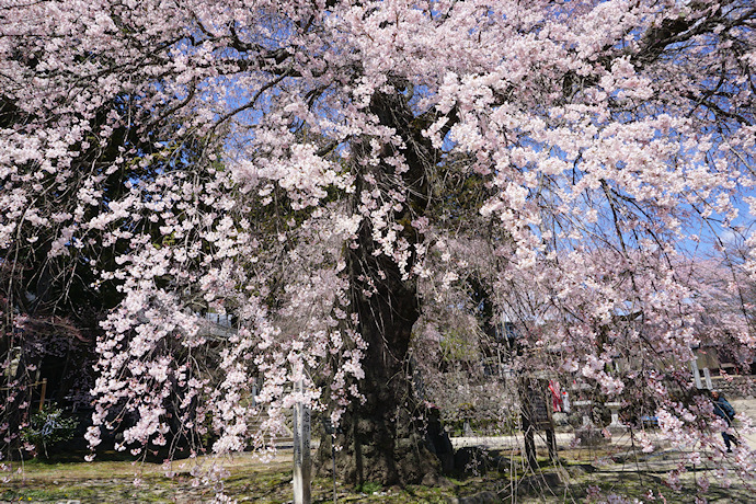 瑠璃寺のしだれ桜