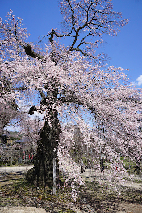 瑠璃寺のしだれ桜