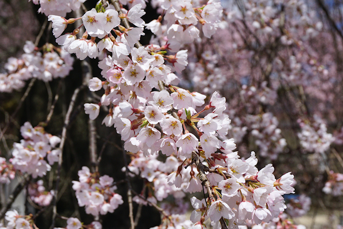 瑠璃寺のしだれ桜