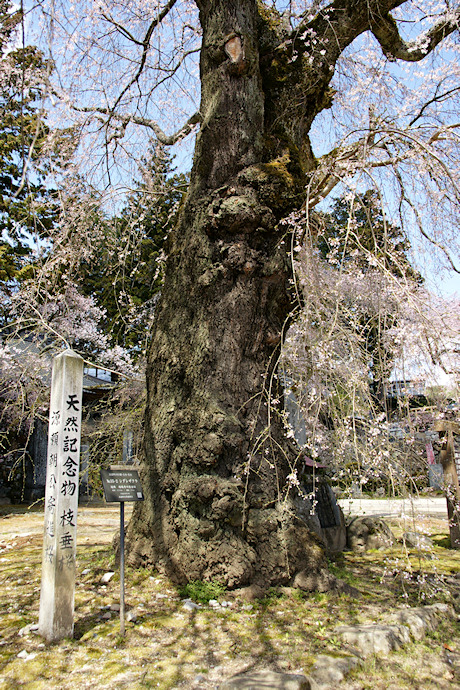 瑠璃寺のしだれ桜