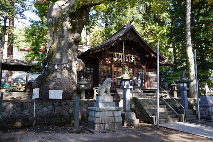 先ノ宮神社のケヤキ