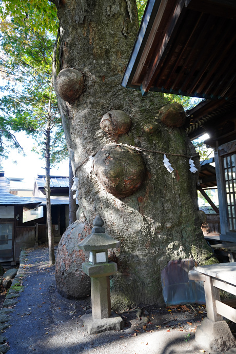 先ノ宮神社のケヤキ