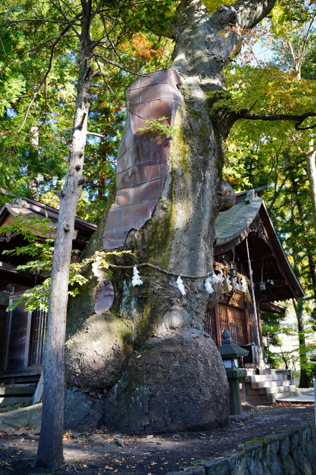 先ノ宮神社のケヤキ