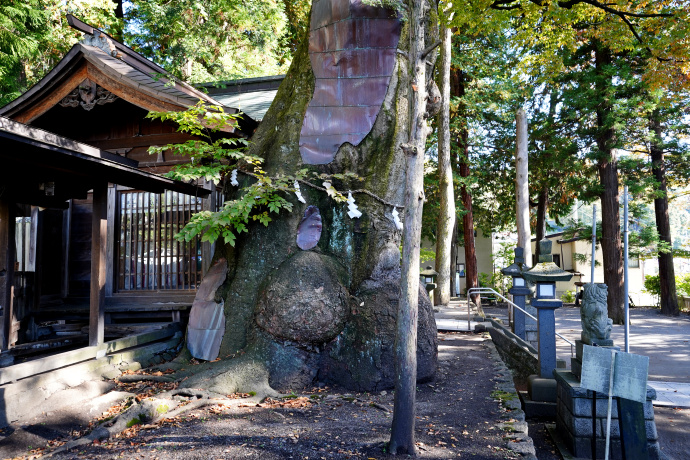 先ノ宮神社のケヤキ