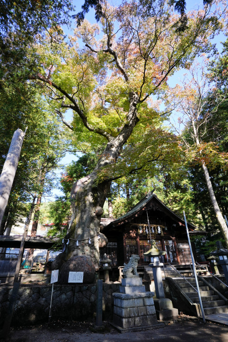 先ノ宮神社のケヤキ