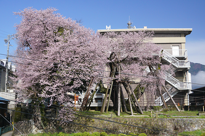 桜丸御殿址の夫婦桜