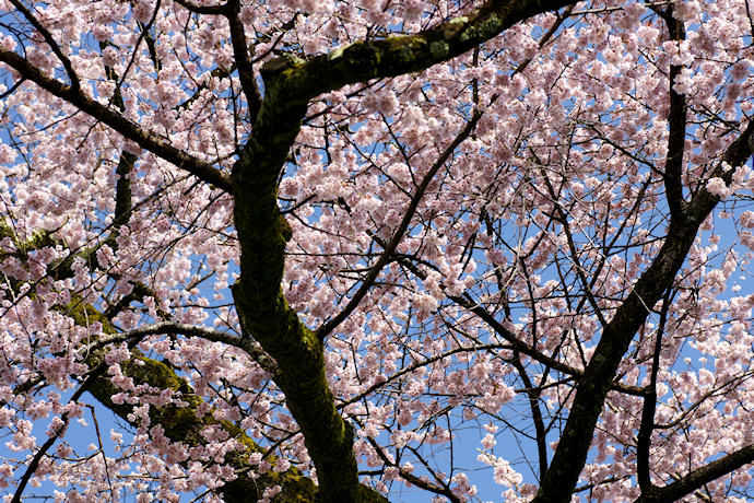 桜丸御殿址の夫婦桜