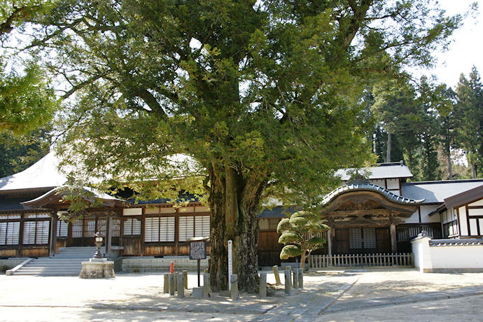 西岸寺のカヤ