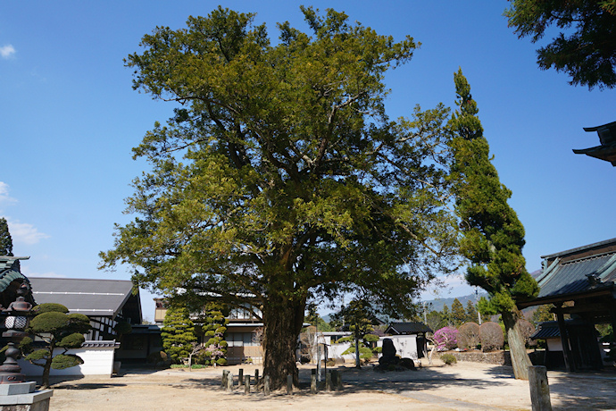 西岸寺のカヤ