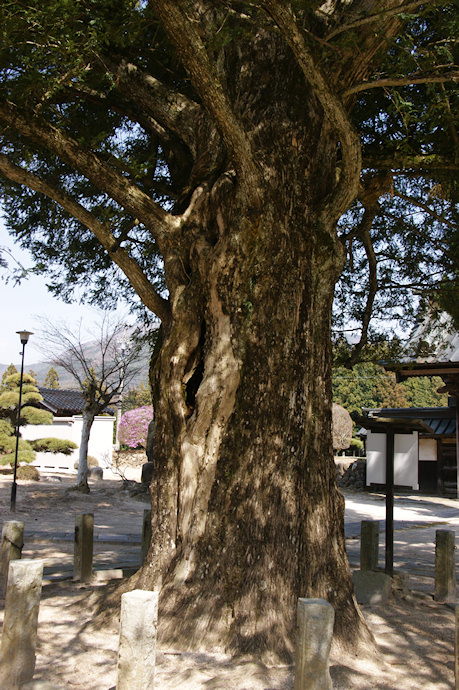 西岸寺のカヤ