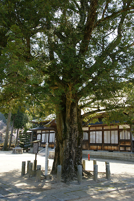 西岸寺のカヤ