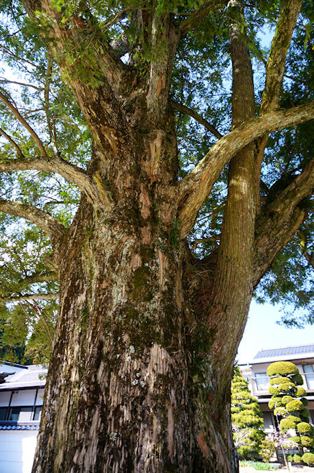 西岸寺のカヤ