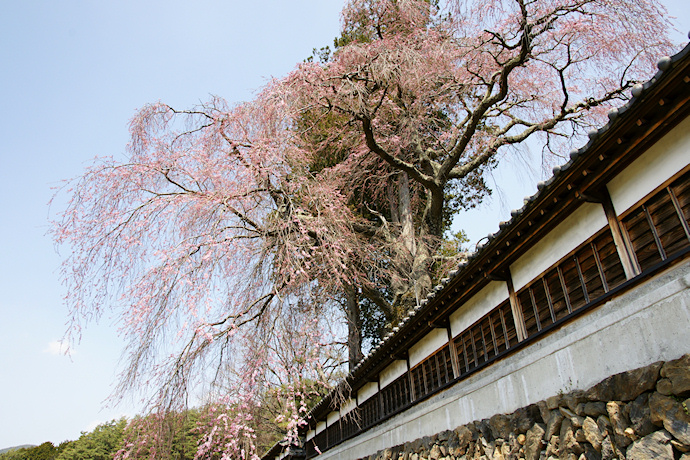 栖林寺のしだれ桜