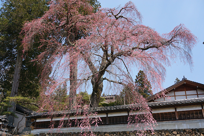 栖林寺のしだれ桜