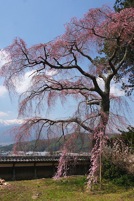 栖林寺のしだれ桜