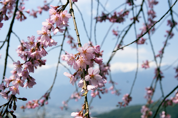 栖林寺のしだれ桜