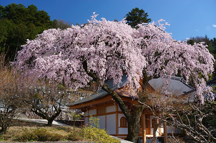 泉龍院のしだれ桜