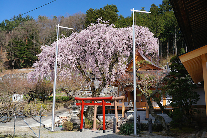 泉龍院のしだれ桜