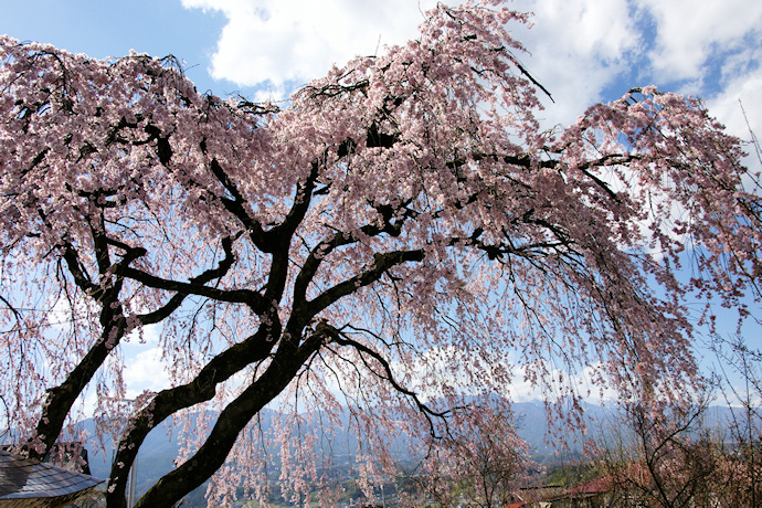 泉龍院のしだれ桜