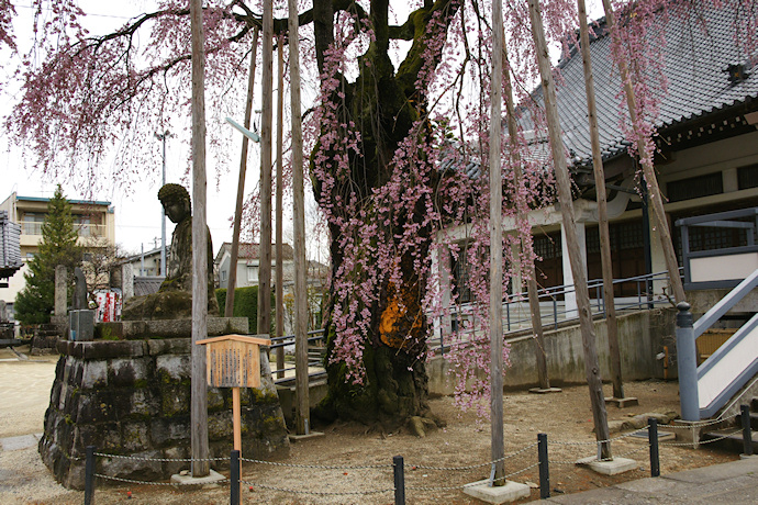 専照寺の枝垂れ桜